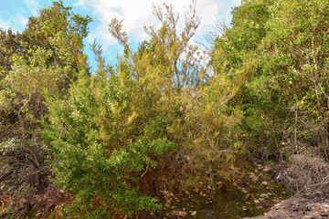 Fototapeta premium Branches, shrub, mountain Catalonia