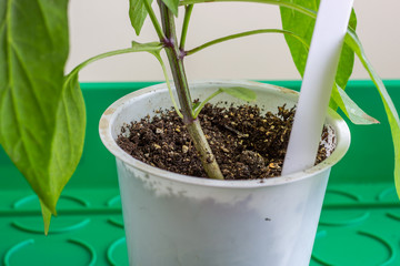 Plastic pot for seedlings with earth. Pepper grow from seed at home. Close-up..
