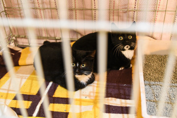 Small scared cats in a cage in a shelter waiting for a home.