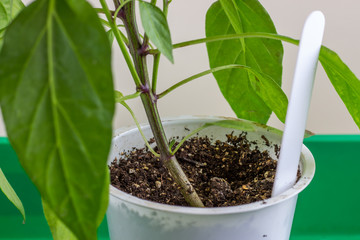 Plastic pot for seedlings with earth. Pepper grow from seed at home. Close-up..