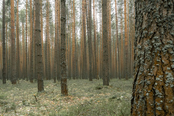 Obraz premium Silence in the pine forest in the autumn season.