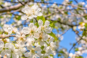 Flowering branch of cherry on a blurred background of orchard