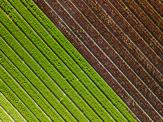 Aerial view of a field of lettuces in Spain. Oak leaf  and green lettuce