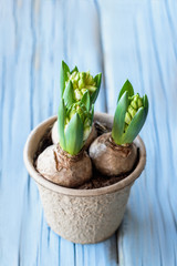 Spring hyacinth flowers on blue wooden background. Vertical photo.