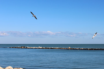 seagull flying over the sea