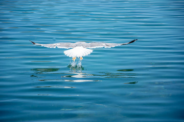 Fototapeta premium One seagull flying over the sea. Very nice close up photo of wild seabird with space for text.