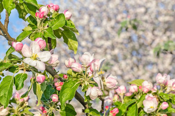 Flowering branch of apple on a blurred background, macro
