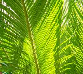 Closeup of big green palma leaves as background in a beautiful morning sunny light. Summer time concept. Fresh green photo.