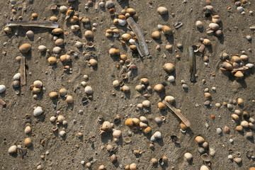 sandy beach ground with sea shells, shell texture