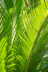 Closeup of big green palma leaves as background in a beautiful morning sunny light. Summer time concept. Fresh green photo.