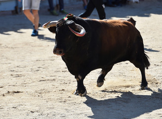 toro español poderoso con grandes cuernos