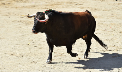dangerous bull in spanish bullring with big horns