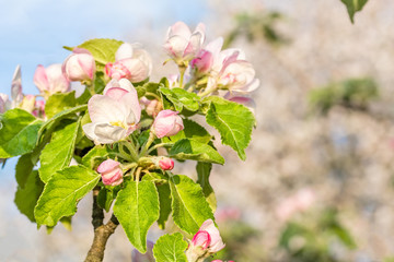 Fototapeta premium Flowering branch of apple on a blurred background, close-up