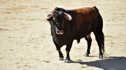 toro español poderoso con grandes cuernos