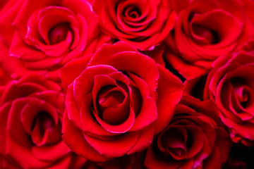 red roses closeup, background of red roses, background of rose buds