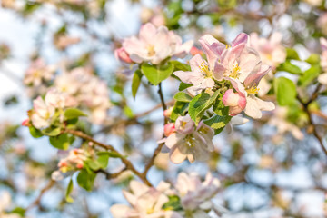 Apple tree flowers on a blurred background, close-up