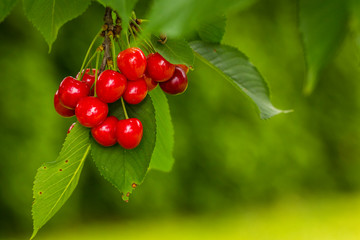 Cherry branch or tree full of red fruits. Lot of cherries on trees with leaves..