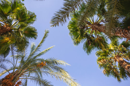 Point of view as if looking up at sunny green tropical trees isolated at clear blue sky background. Horizontal color photography.