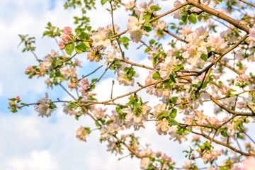 Blooming apple tree branches against the sky, close-up
