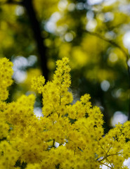 Yellow flowers blooming in the spring