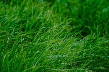 Green Grass growing in the spring