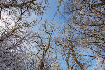 blue sky, snow covered trees, 
