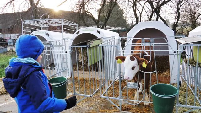 Kleiner Junge f&uuml;ttert ein Kalb auf einem Bauernhof
