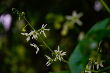 White Flowers Blooming In The Spring