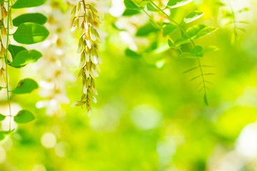 White blooming acacia. Floral spring background. Flowering branches with white flowers of Robinia pseudoacacia (Black Locust, False Acacia). Copy space