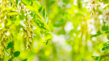 Fototapeta na wymiar White blooming acacia. Floral spring background. Flowering branches with white flowers of Robinia pseudoacacia (Black Locust, False Acacia). Copy space
