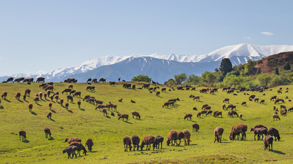 Sheep herd feeding in the meadow with a snowy mountain on the background. Sheep are grazing in...