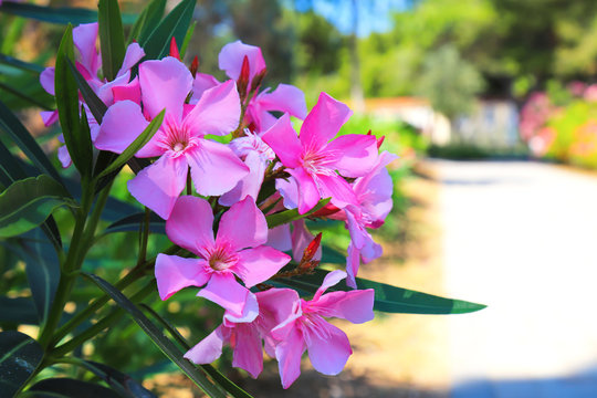 The best pink bushes weigela bloom on a city street in summer. Blooming pink flowers Weigela florida in spring in sunny day