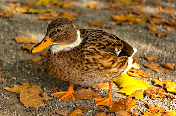 Schräg seitlicher Close up von weiblicher Ente auf dem Boden stehend