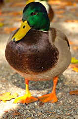 Frontaler Close up von männlicher auf dem Boden stehender Stockente 