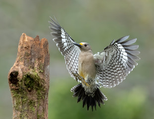 Golden-fronted Woodpecker (Melanerpes aurifrons), Rio Grande Valley, Texas