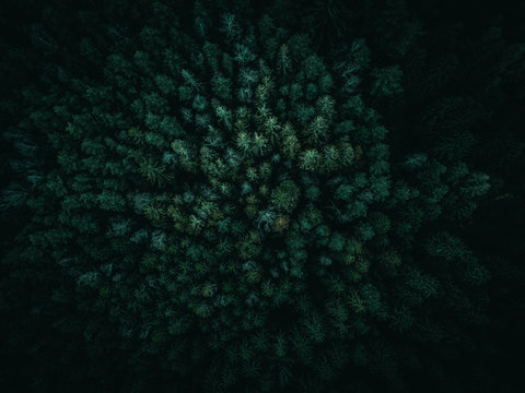 dark green and moody forest from above
