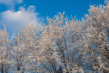 Snow Covered Trees