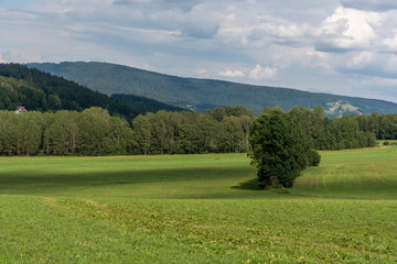 green field and blue sky, forest in the background