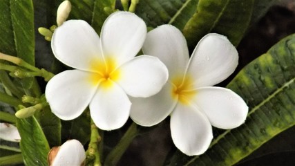 Fototapeta na wymiar white frangipani flowers in the garden