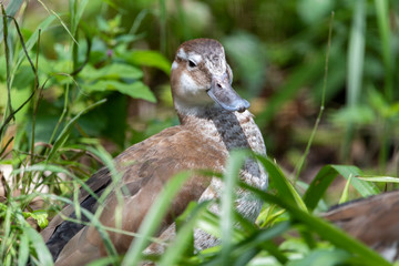 Close-up of a mallard duck on the water