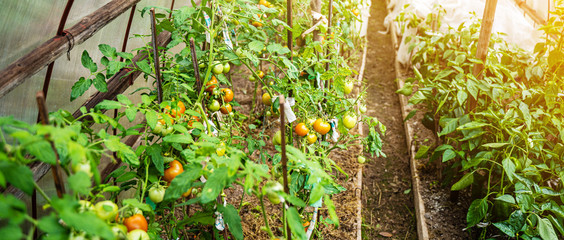 Tomatoes growing in a greenhouse. Vegetable growing concept