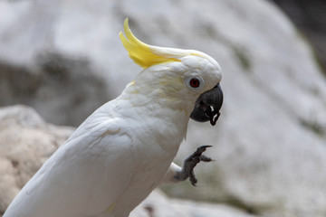 white cacadu Cacatuidae parrots