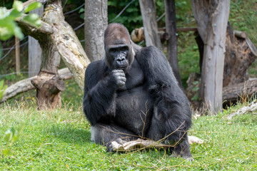 Western lowland gorilla (Gorilla gorilla gorilla), adult, captive