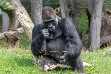 Western Lowland Gorilla Gorilla Gorilla