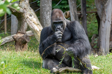 Western lowland gorilla (Gorilla gorilla gorilla), adult, captive