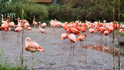 Group of flamingoes at Prague Zoo
