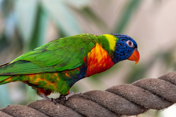 Close up of rainbow lorikeet perching on window sill