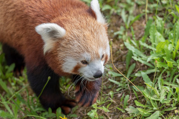 Close-Up Of A Red Panda Looking Away
