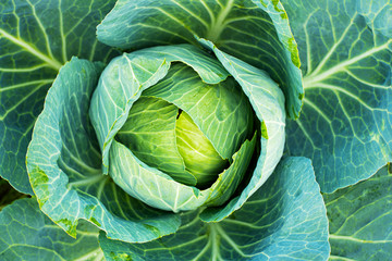 Obraz premium Fresh green head of cabbage