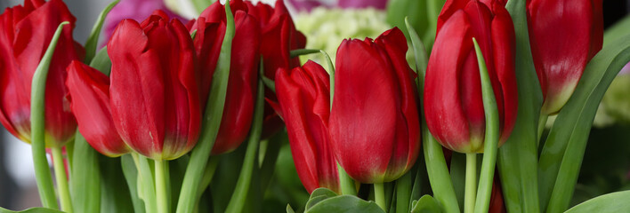 Stunning cherry red tulips for banner